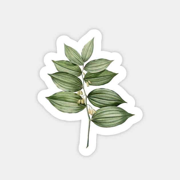 Vintage King Solomon's Seal Botanical Illustration Sticker by Holy Rock Design